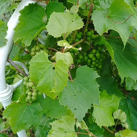 Balta Maja Vendégház Aglona